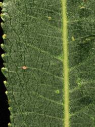 Salix triandra. Upper leaf surface showing stomata denser near the midvein.
 Image: D. Glenny © Landcare Research 2020 CC BY 4.0